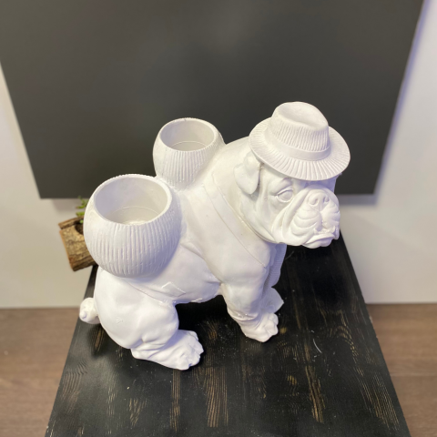 Sırtı Saksılı Köpek Buldog