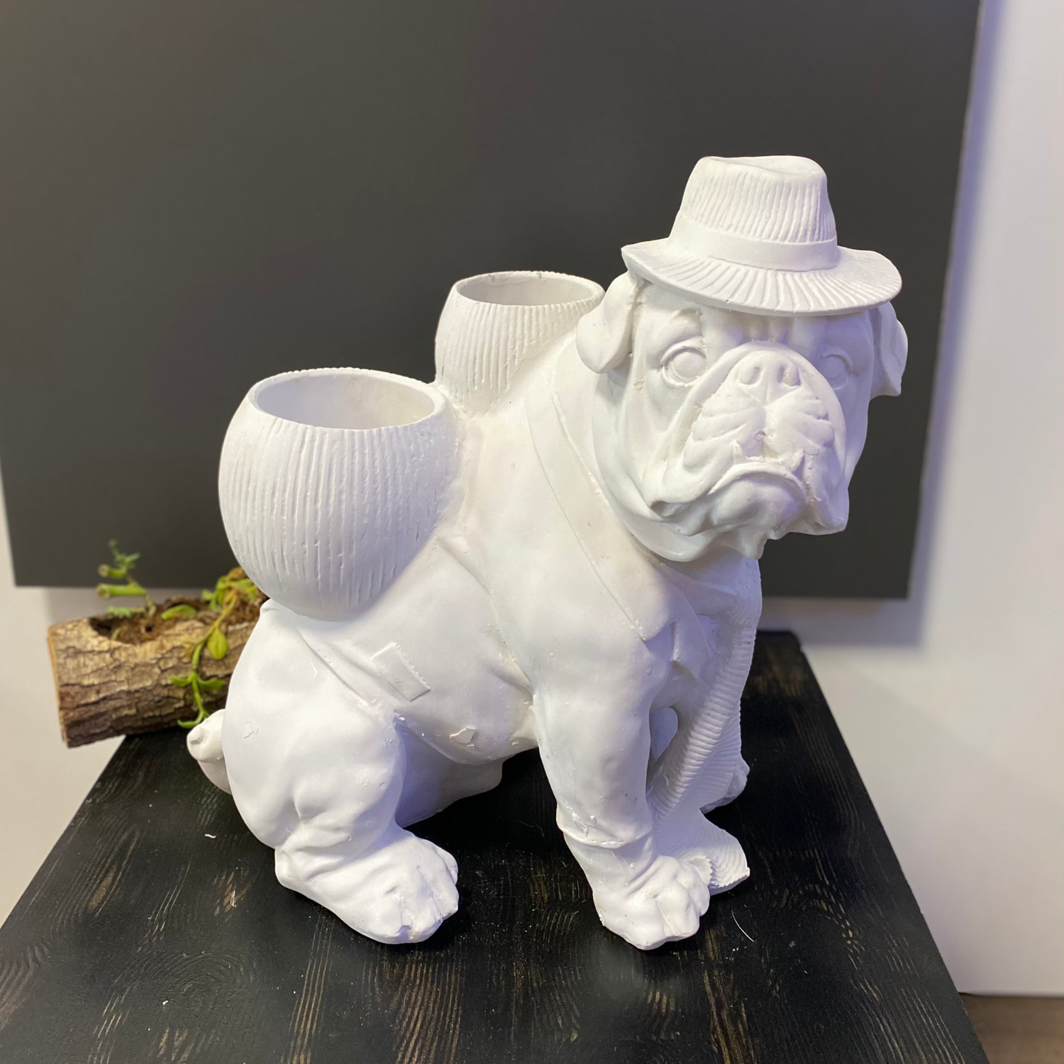 Sırtı Saksılı Köpek Buldog