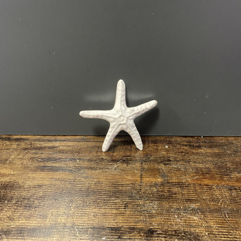 Küçük Deniz Yıldızı