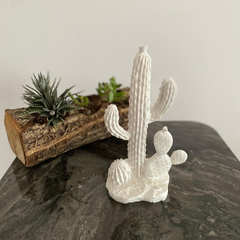 İnce Dallı Kaktüs