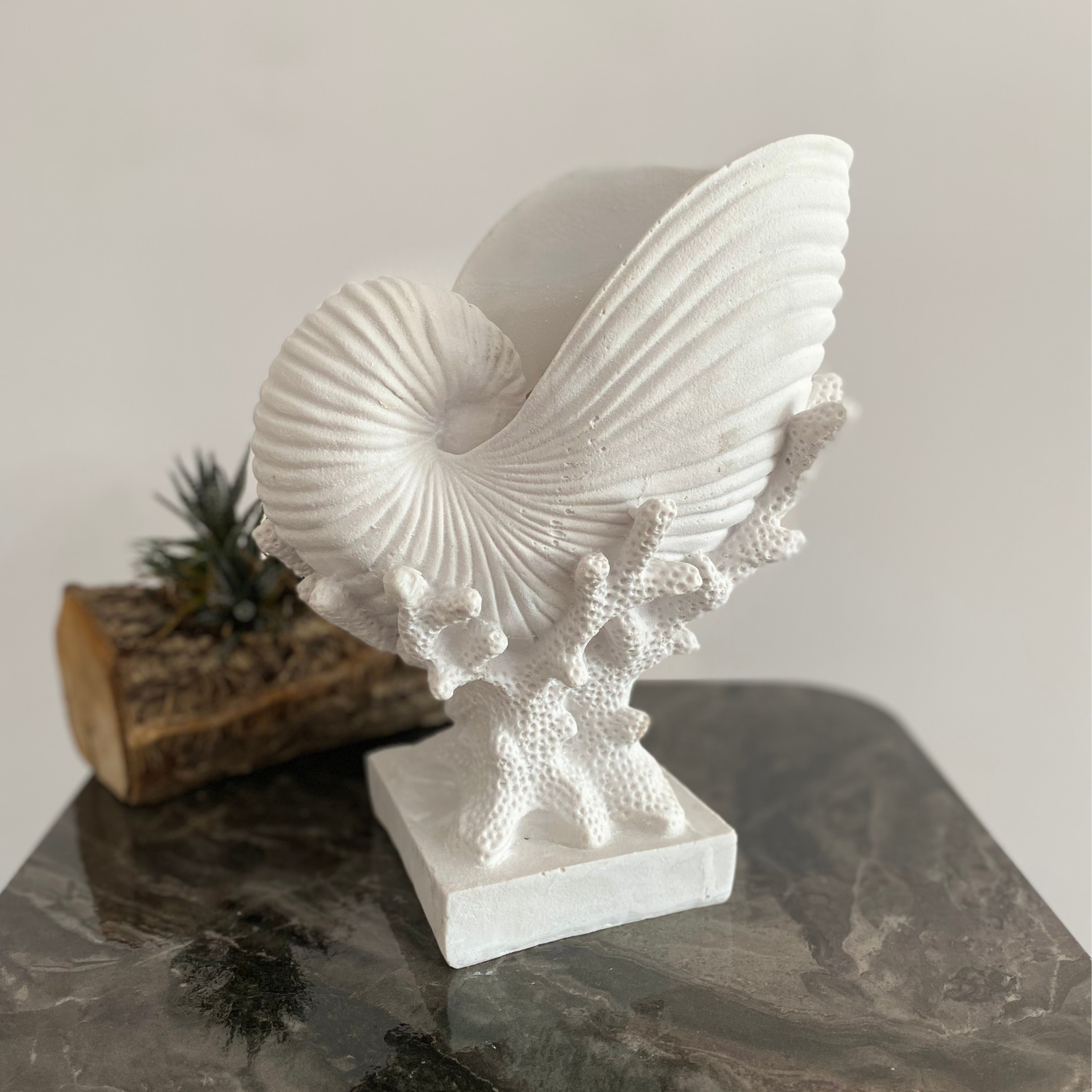 Mercan Üzeri Salyangoz