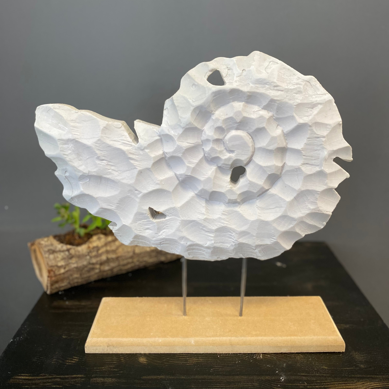 Kaideli Yatay Salyangoz