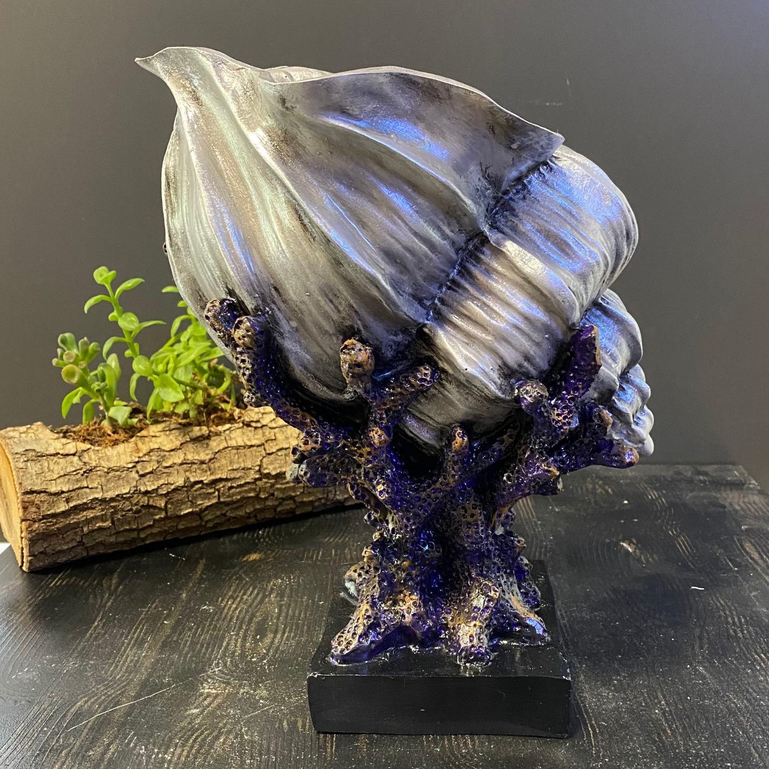 Dekoratif Mercan Üzeri Deniz Kabuğu