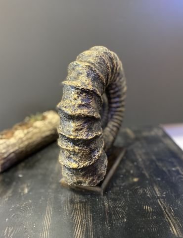 Dekoratif Gold Renk Kaideli Salyangoz