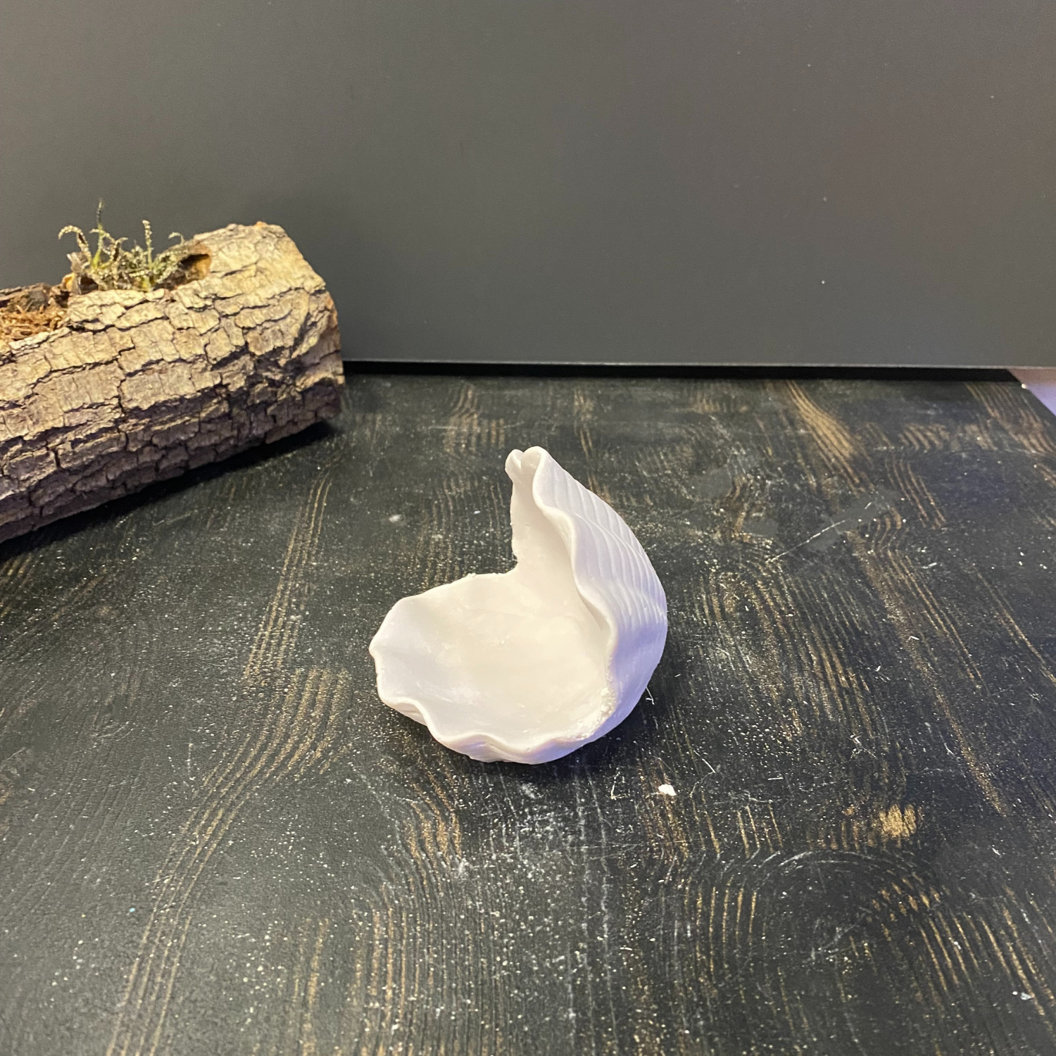 Açık İstiridye Küçük