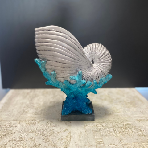 Mercan Üzeri Salyangoz Deniz Kabuğu