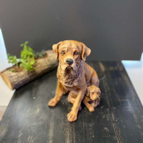 Tek Yavrulu Köpek Açık