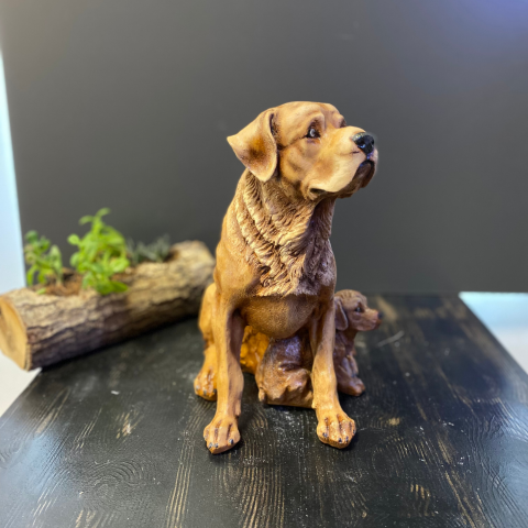 Tek Yavrulu Köpek Açık