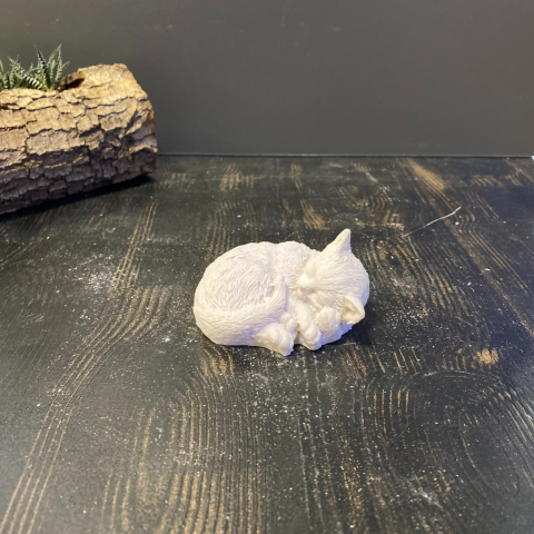 Küçük Uyuyan Kedi